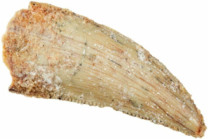 Serrated, Raptor Tooth - Real Dinosaur Tooth #238671
